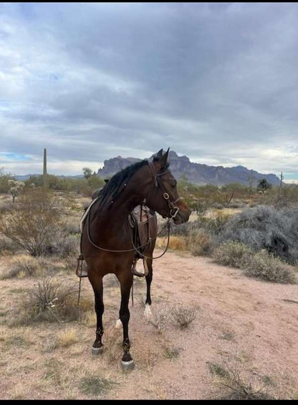 arabian-gelding