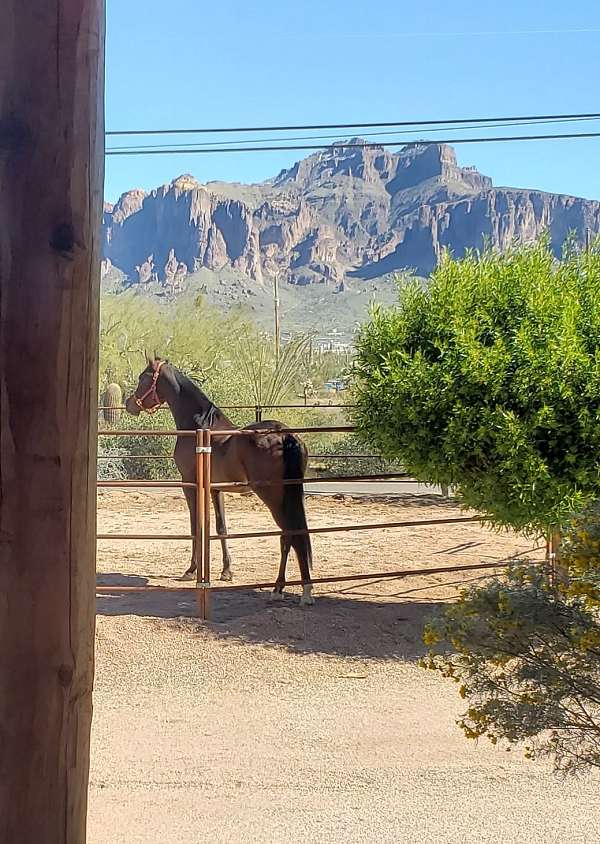 arabian-horse