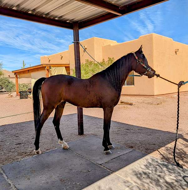 loads-in-trailer-arabian-horse