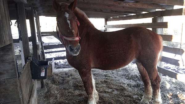 belgian-horse-for-sale