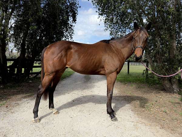 all-around-thoroughbred-horse