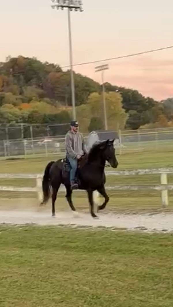 smokey-black-futurity-eligible-horse