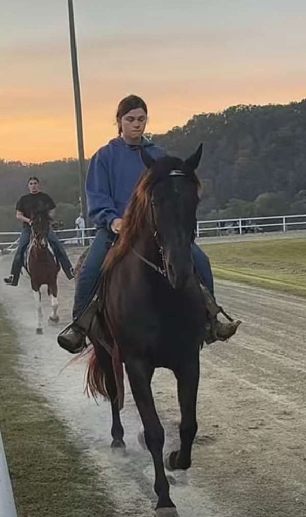 been-shown-rocky-mountain-horse