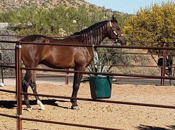 arabian-gelding