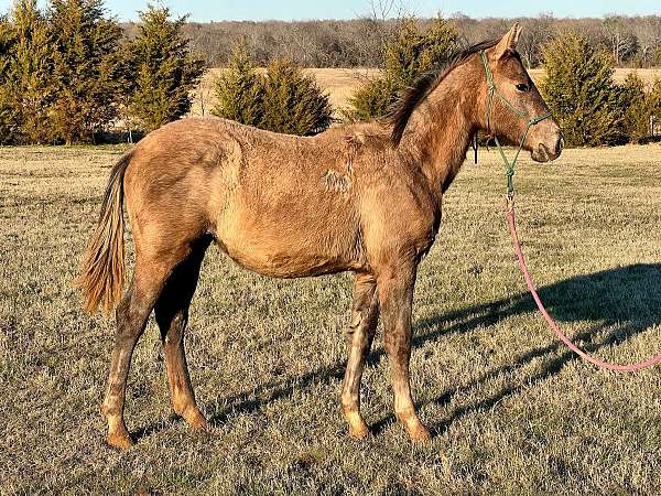 grey-star-sock-horse