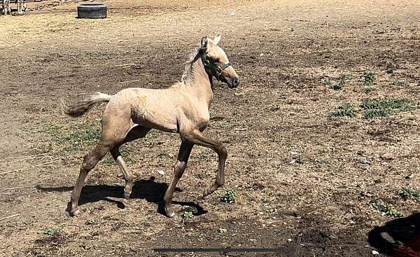 working-cattle-lusitano-horse