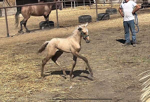 palomino-classical-horse