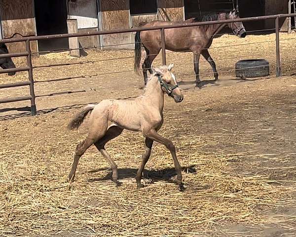 all-around-lusitano-horse