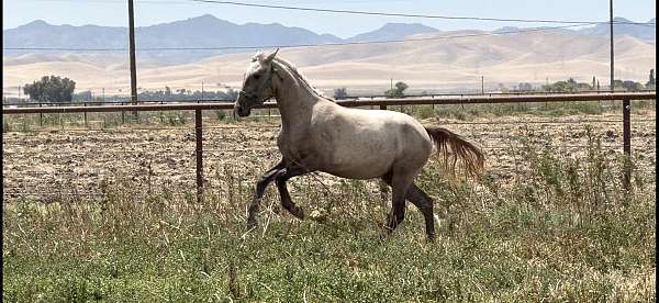 working-cattle-lusitano-horse