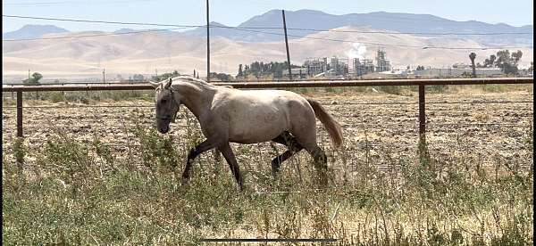 palomino-classical-horse