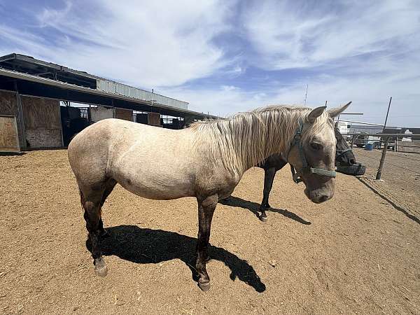 all-around-lusitano-horse