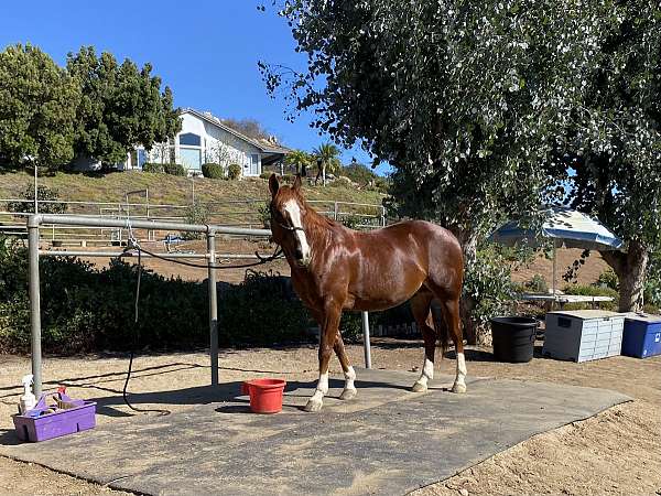 aqha-cutting-gelding