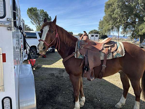 blaze-white-socks-horse