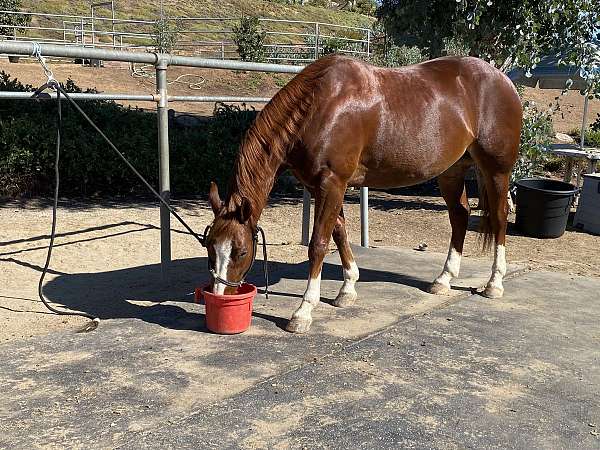 sorrel-blaze-white-socks-horse