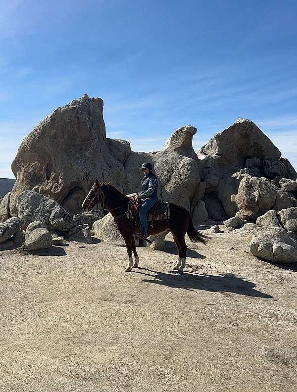 aqha-cutting-quarter-horse