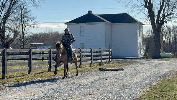 family-horse-tennessee-walking