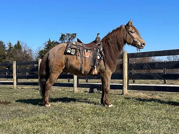 tennessee-walking-horse