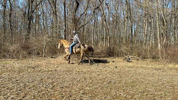 kentucky-mountain-tennessee-walking-horse