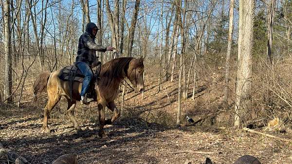 missouri-fox-trotter-tennessee-walking-horse