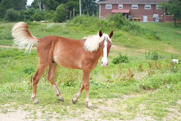 mountain-pleasure-stallion