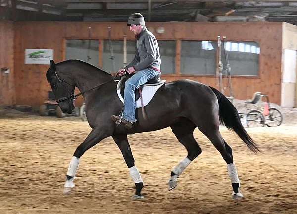 dutch-harness-warmblood-horse