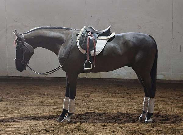 jumper-warmblood-horse