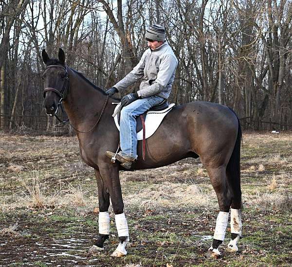 athletic-warmblood-horse