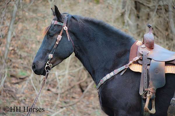 quarter-horse-friesian