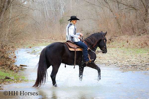 beginner-safe-friesian-horse