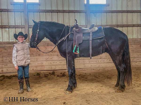 family-horse-friesian