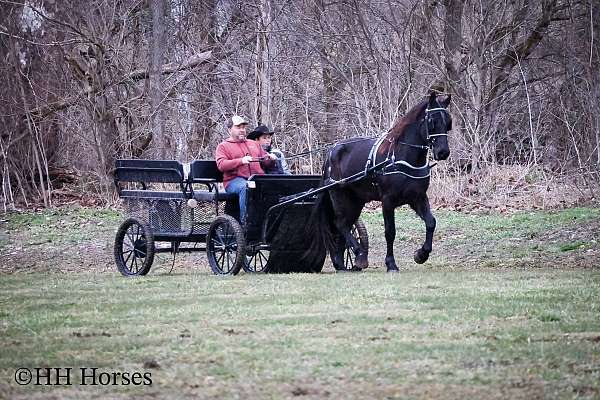 trail-friesian-horse