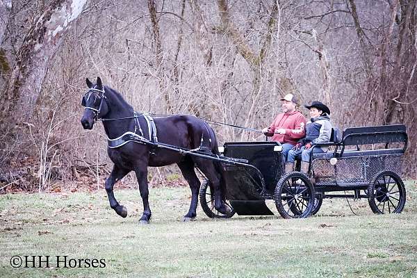 all-around-friesian-horse