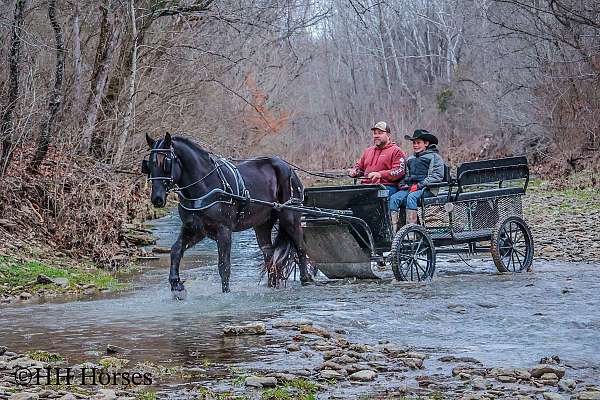 athletic-friesian-horse