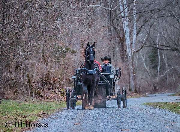 beginner-friesian-horse