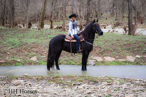 flashy-friesian-horse