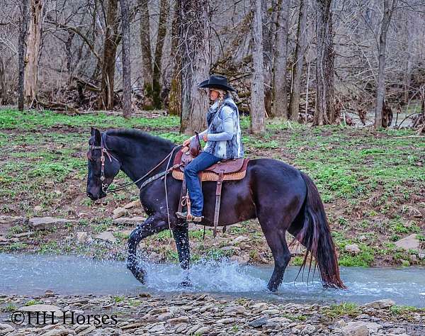 husband-safe-friesian-horse