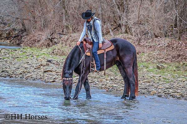 kid-safe-friesian-horse