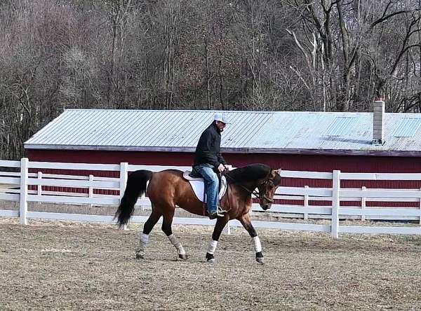 all-around-quarter-pony