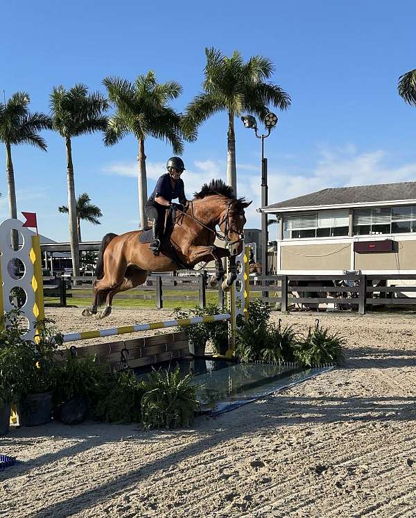 extremely-dutch-warmblood-horse