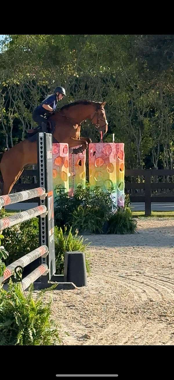 grand-prix-prospect-dutch-warmblood-horse