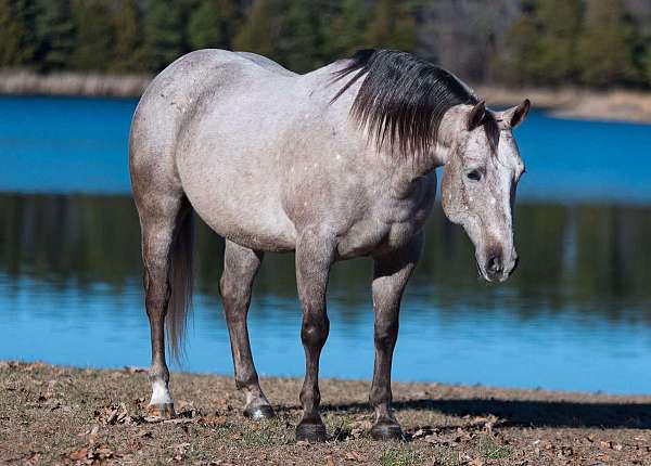 grey-dapple-sock-pony