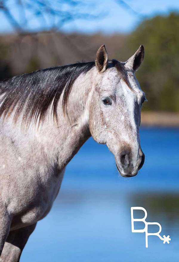 ranch-work-quarter-pony