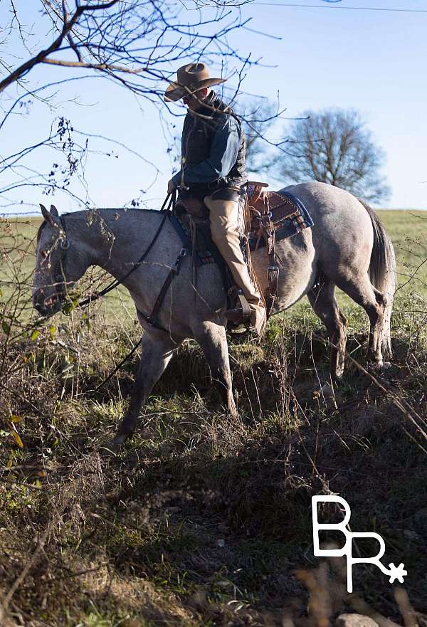 trail-quarter-pony