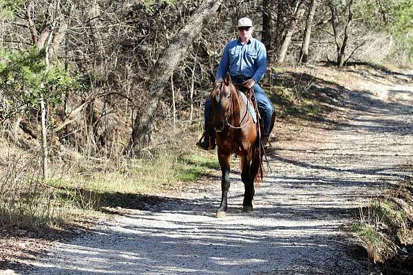 beginner-safe-quarter-horse