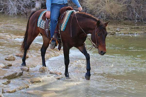 family-horse-quarter