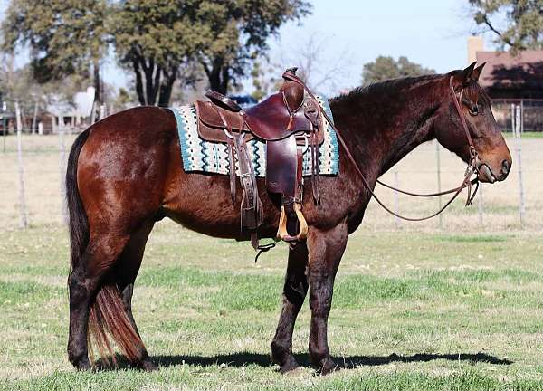 ranch-work-quarter-horse