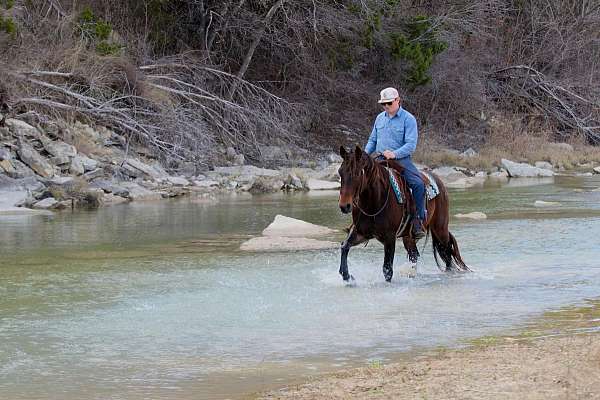 all-around-quarter-horse