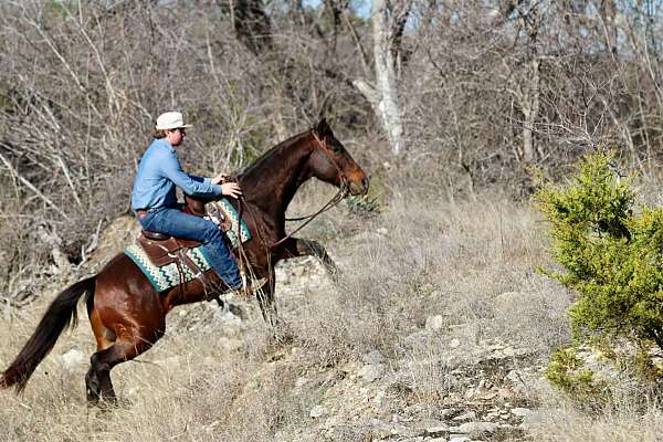 trail-quarter-horse