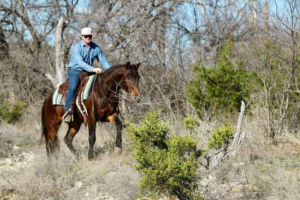 athletic-quarter-horse