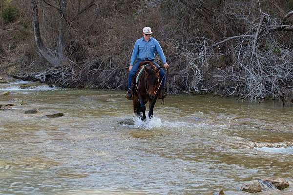 beginner-quarter-horse